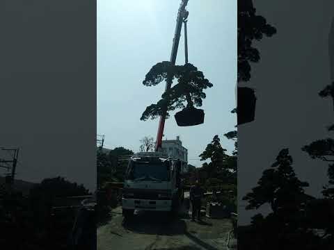 flying bonsai in taiwan