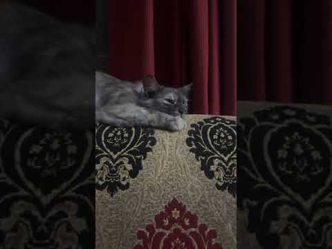 My lazy cat milky cat videos on internet cat videos on YouTube