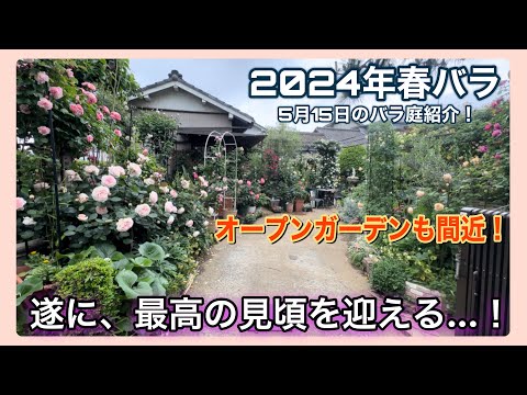 2024年春バラが遂に、最高の見頃を迎える…！オープンガーデンも間近のバラ庭をご紹介🌹5月15日の【バラ庭】