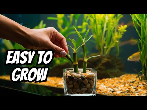 How To Grow Lucky Bamboo In Aquariums (Ultimate Guide)