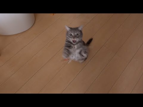 必死なほどかわいい猫