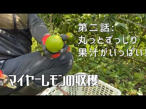 【第二話】収穫基準や特徴についてわかりやすく解説！ 〜 マイヤーレモンの収穫 〜