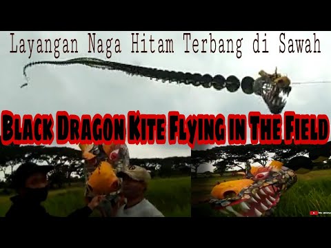 Black Dragon Kite Flying in The Field | Layangan Naga Hitam Terbang di Sawah