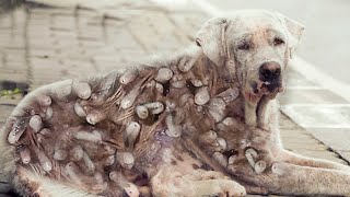 Rescue Puppy | Removing Mango Worms From Stray Puppy #4032