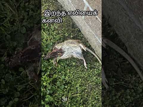 இறந்த எலியைக் கனவில் கண்டால் | dead rat in dream | comment reply #dream interpretation