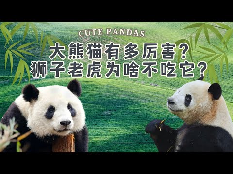 How powerful is the panda? Why tigers and lions never eat pandas？#pandas #nature #animals