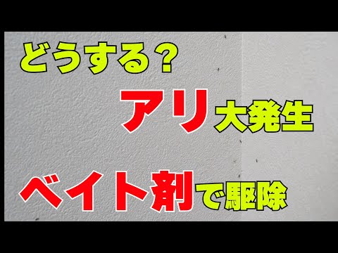 【アリ対策】家の中にアリ（蟻）が大発生！こんな時どうしますか？アリの駆除方法 アリ用コンバット アンツバスター アリ用毒餌剤（ベイト剤）のご紹介