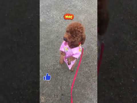 Unbelievable Poodle Walking on Two Legs Like a Pro! 🐾😂