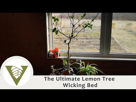 Alain's Lemon Tree Wicking Bed