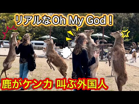 Deer fight over Crackers in Nara Japan