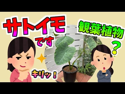 観葉植物？いえ、里芋です。カンタン！鉢植えで育てました。