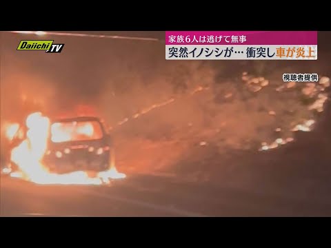 【新東名】高速道路で車がイノシシに衝突し炎上…乗っていた家族は無事逃げ出す（静岡・藤枝市）