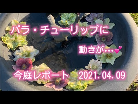 今庭レポート　2021.04.09  バラ・チューリップに動きが・・・💕