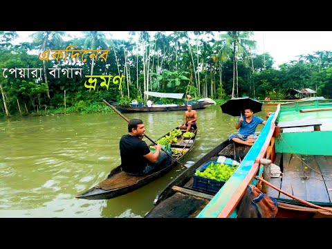 Peyara Bazar Barisal । বাংলাদেশের বিখ্যাত ভাসমান পেয়ারা বাজার । Vimruli । Floating Market