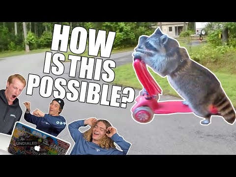 ANIMALS THAT SCOOTER LIKE THE PROS