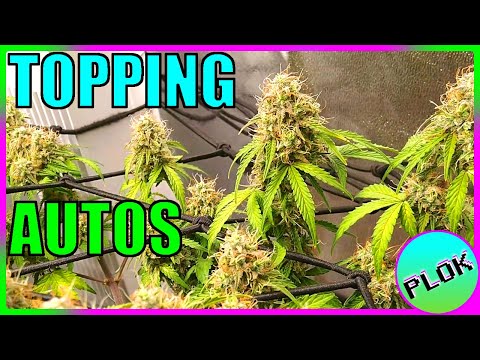 Can You Top Auto-flowers? Lets Find Out! - AT Experiment Week 6: Nugs Are Filling Out Nicely!