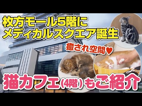 【枚方モール】癒し空間♥肉球がたまらない!!4階猫カフェと、5階メディカルスクエアご紹介！【大阪・枚方市】