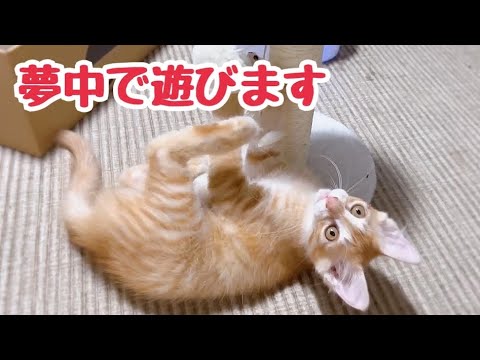 爪研ぎポールに夢中な子猫に構ってほしくて手を出してしまう娘