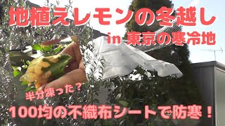 【ガーデニング】地植えのレモンを元気に冬越しさせる！－100均の不織布シートで防寒対策