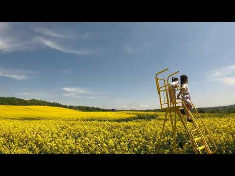 菜の花畑【北海道】安平町をさんぽ