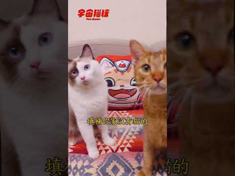 為什麼家裡要有一顆抱枕？宇宙抱枕最後促銷啦！ #宇宙貓咪 #cat #shorts #shortstw