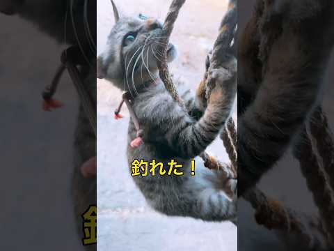 猫、釣れた #猫 #保護猫 #cat #short