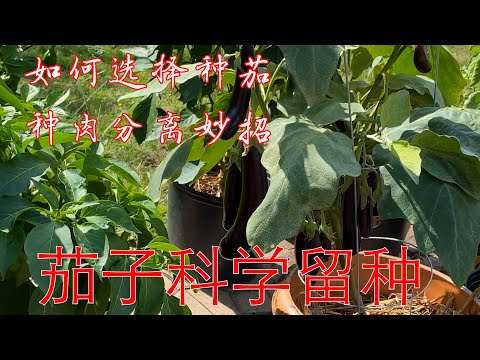 【渔耕笔记】茄子如何科学留种？茄子高效留种全介绍 How To Save Eggplant Seeds