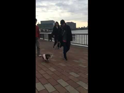 朝のお散歩（アニマルサイエンス学科　動物飼育委員会　犬班）