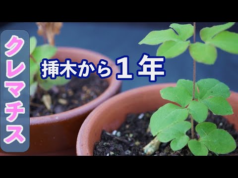 クレマチス 挿し木から１年経って植え替え