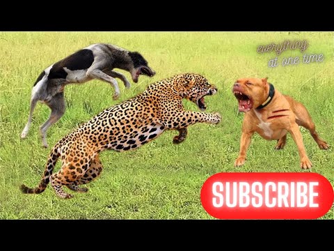 Unexpected Encounter Of Dogs And Leopards قتال شرس بين كلب ونمر