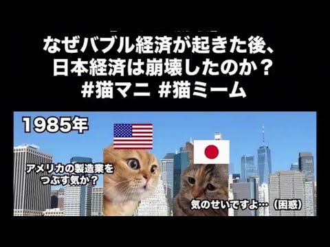 猫ミームでお勉強📝