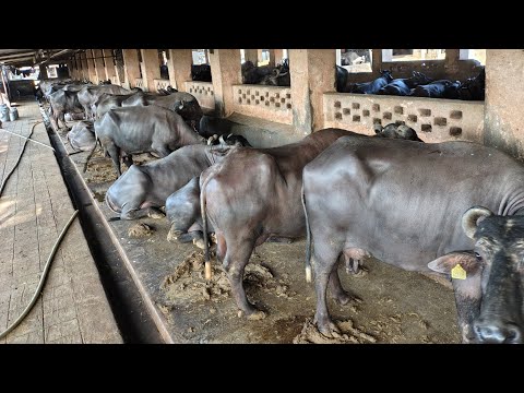 Buffalo Farming IN DAIRY SECTOR. | Discussion with Krishi sansar.