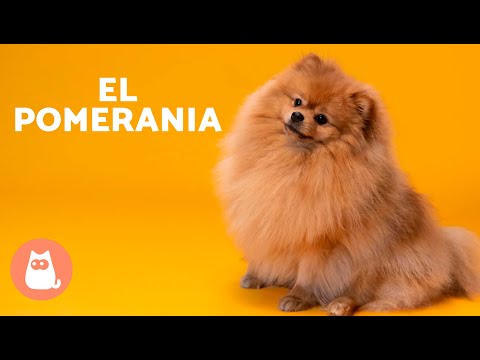 El perro POMERANIA 🐶 (Origen, Características, Carácter y Cuidados)