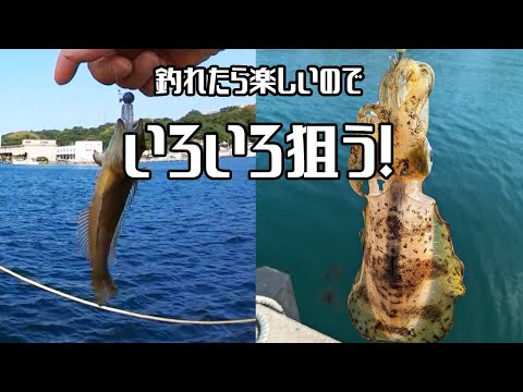 強風の時は足元でチョンチョン。良い天気の時は、魚狙ってイカ狙う！