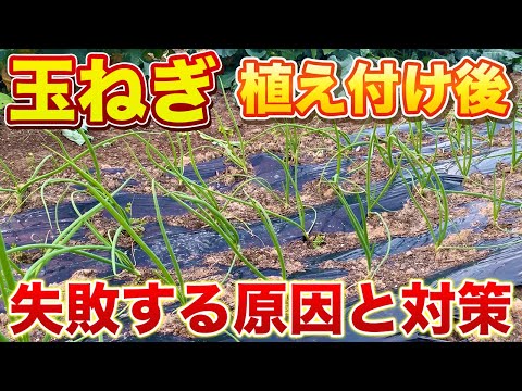 【玉ねぎ栽培】植え付け後に失敗する原因３つと対策！絶対にやってほしいことを紹介します！