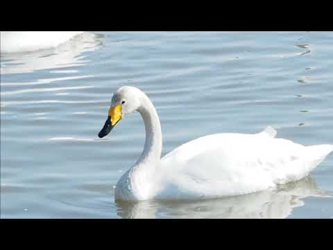 田尻池白鳥　2018 3 12