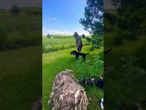 Training day! #ducks #pheasants #geese #shotguns #hardy #dogs #guns #retriever #training #day