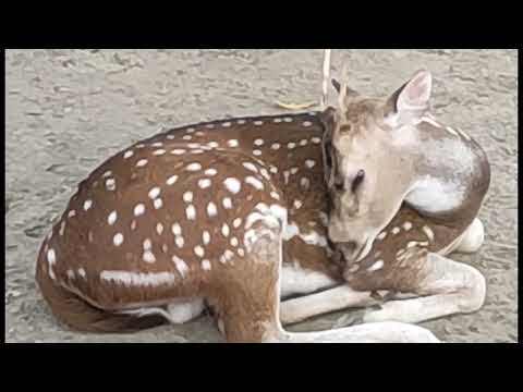 সুন্দর একটি মায়াবী হরিণ দেখতে অনেক সুন্দর