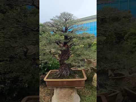 formal upright bonsai #bonsai #bonsaitree #art