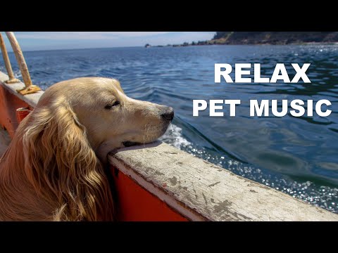 Calming music for dogs to fall asleep