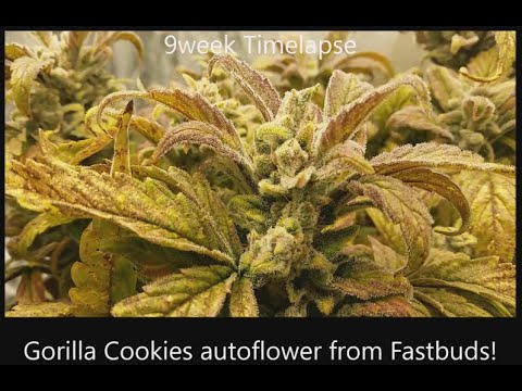 Timelapse GorillaCookies Auto from Fastbuds - 32 grams:1 of 4 plants 3x3 tent - Spiderfarmer SF4000