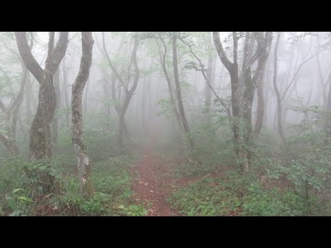 霧の花見山