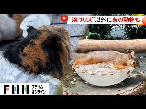 モルモットやリスが氷で“デロデロ”に…猛暑で溶けた？動物が人気　長野