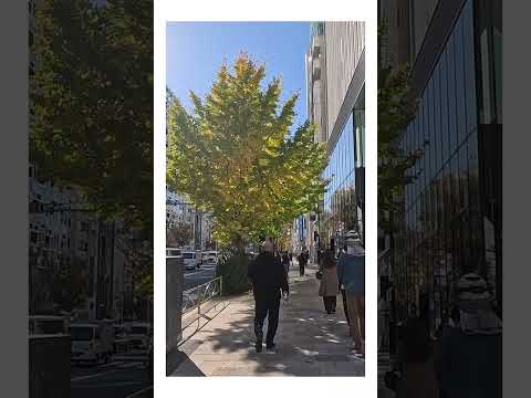 Winter day in Tokyo（Aoyama）東京での冬の一日（青山） #japan #travel #旅行 #walk #trip #sunny #散歩 #港区 #fun