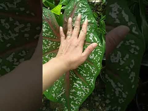 Giant Bicolor Caladium Leaf 😮/ the biggest caladium leaf I ever have so far #shorts