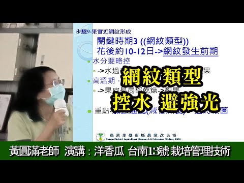 關鍵時期 網紋類型 控水 避強光 洋香瓜台南13號 栽培管理技術 黃圓滿老師