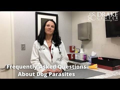 Frequently Asked Questions About Dog Parasites