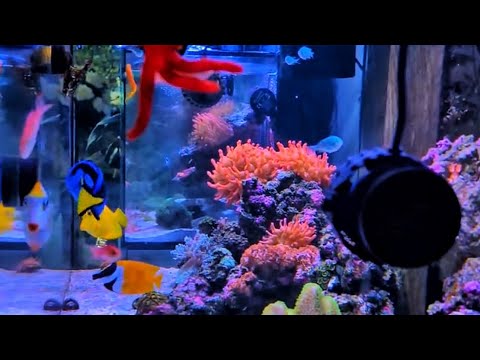 Feeding My Water Puppies 🐠💙 #reefaquarium #fish #reef #saltwateraquarium #aquarium #clownfish