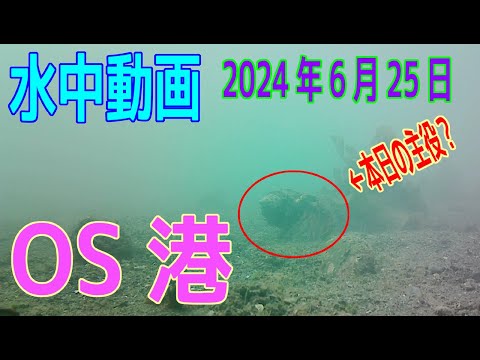 水中動画（2024年6月25日）in　OS港