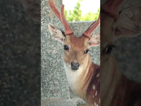 Sika Deer 大坵島梅花鹿